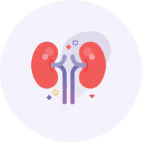 Kidney